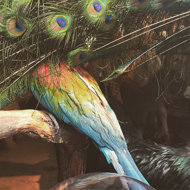 parrot feathers peacock