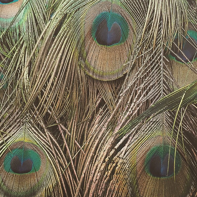 peacock feathers