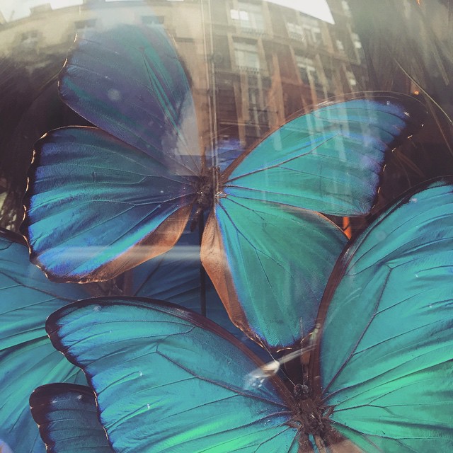 turquoise butterfly